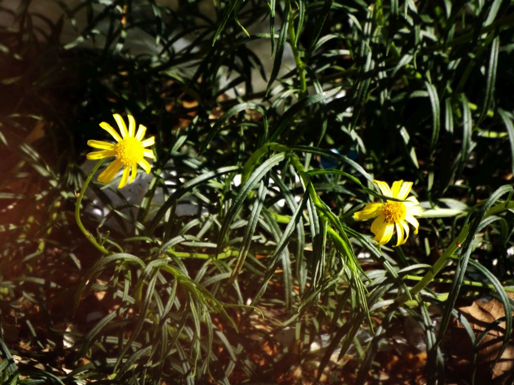 Senecio inaequidens